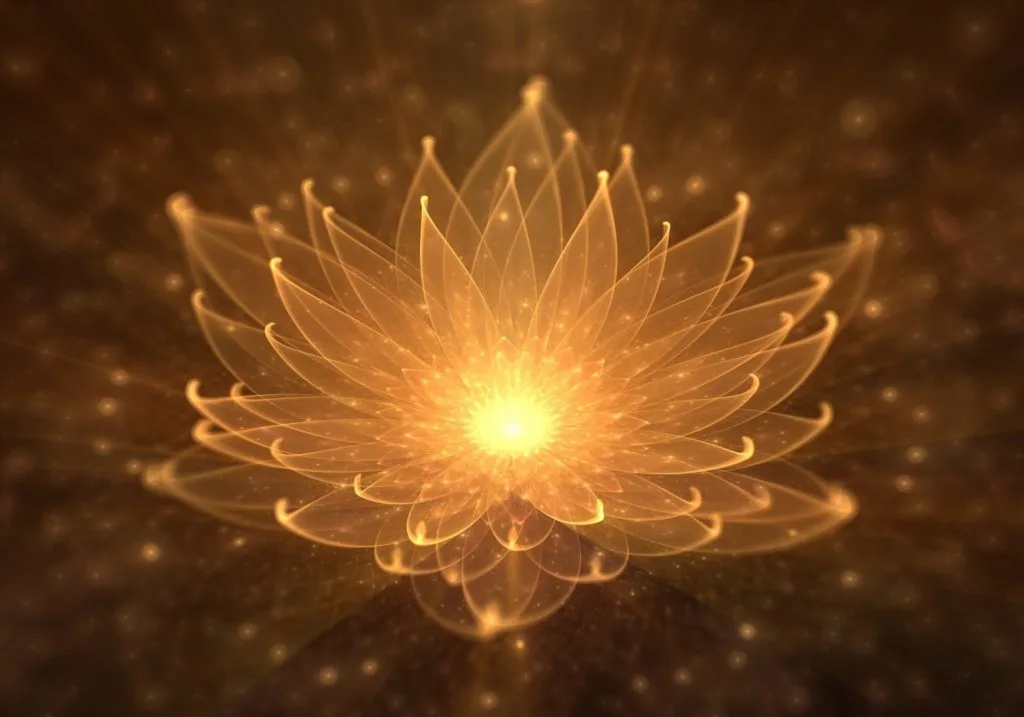 Herschel Radiant lotus