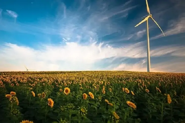 Herschel sunflower field