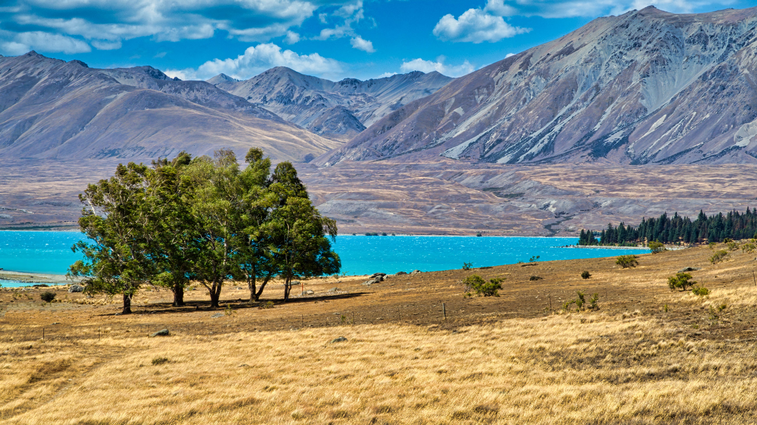 A copse of trees near Lake Tekapo NZ