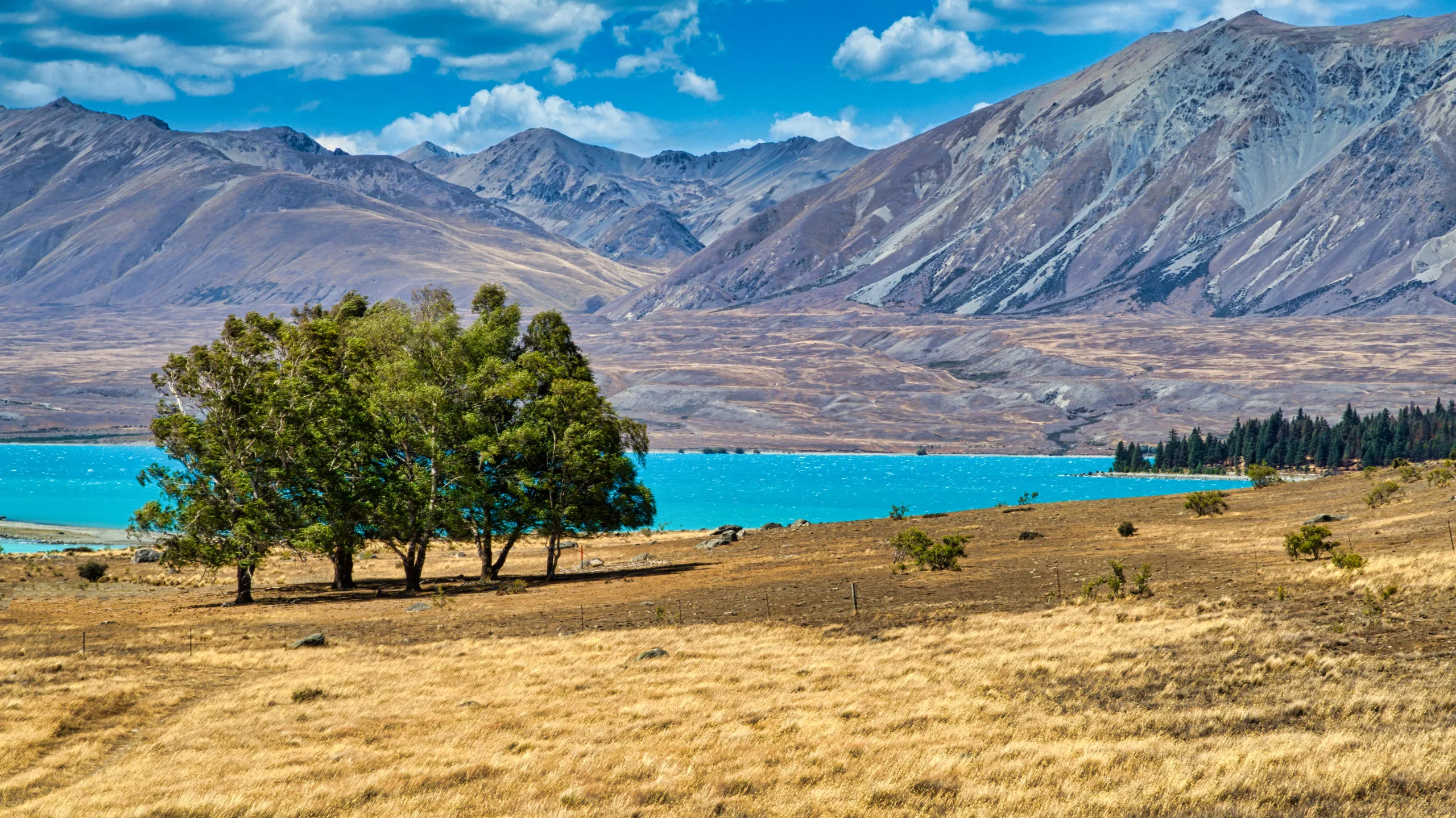 A copse of trees near Lake Tekapo NZ